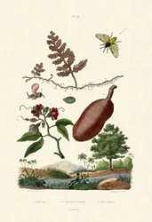 Mosca sierra, 1833-39